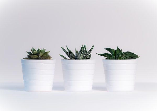Vier goede redenen om meer planten in huis te halen
